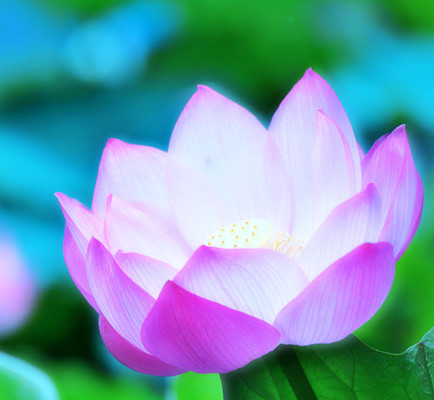 lotus蓮の花